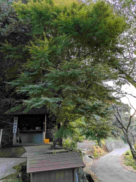 PXL_20241121_225132526