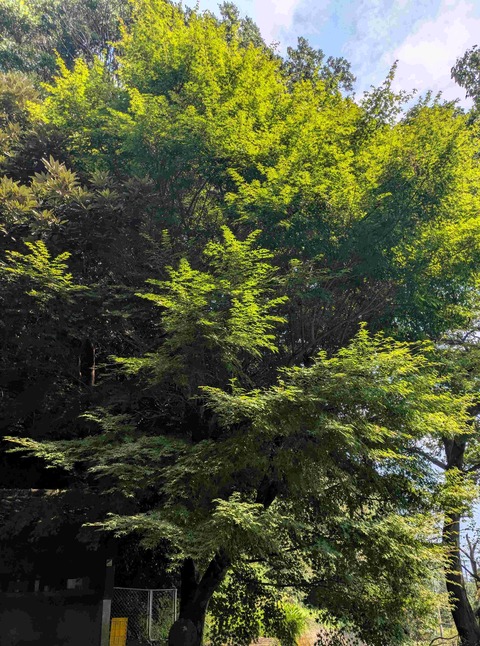 PXL_20250817_053317577