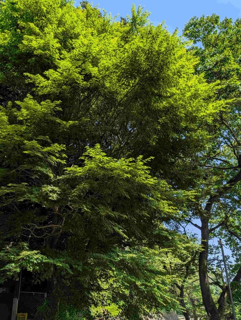 PXL_20260529_050841548