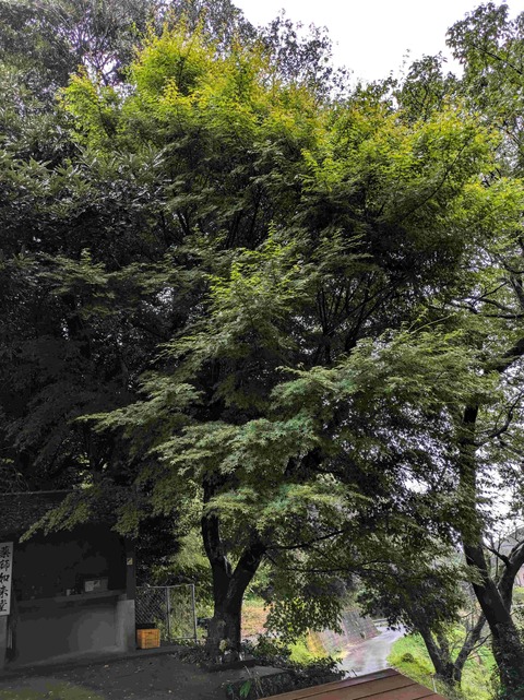 PXL_20241018_224234283