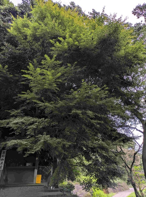 PXL_20250921_054456745