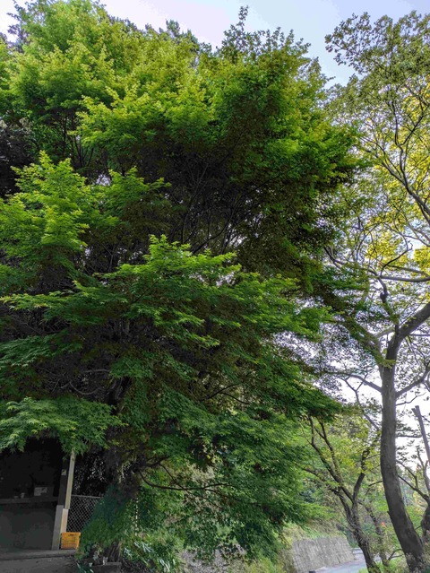 PXL_20250425_225202017