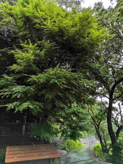 PXL_20240628_224829396
