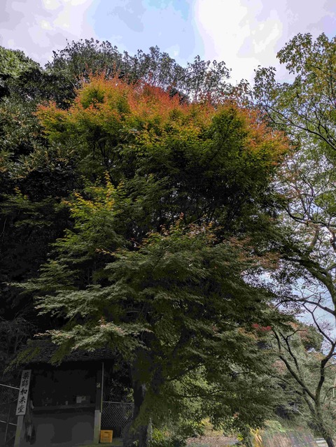 PXL_20241129_224249855