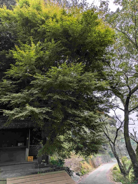 PXL_20241115_224207403