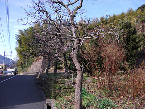 DSCF4500