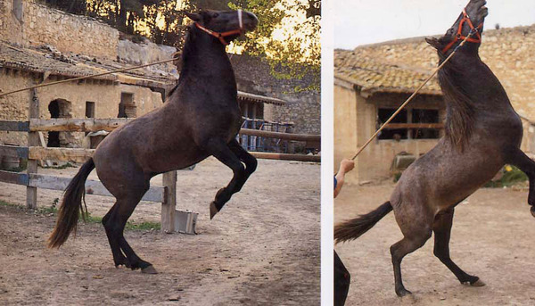 馬と踊ろう-25a