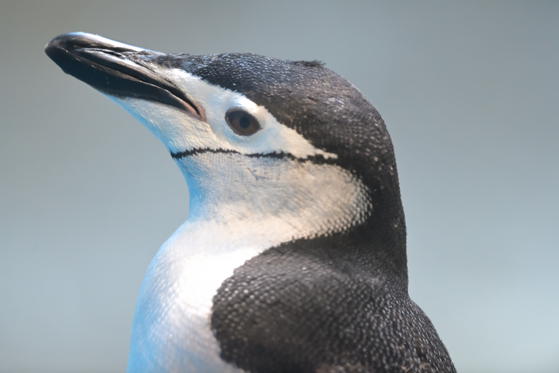 めっちゃ可愛いヒゲペンギンちゃん 長崎の野鳥日記