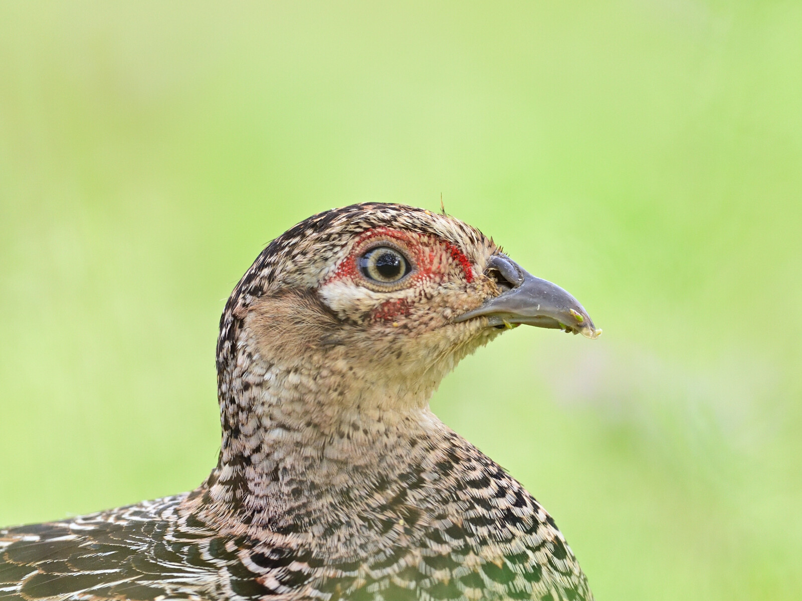 キジメスちゃん 綺麗だよ 長崎の野鳥日記