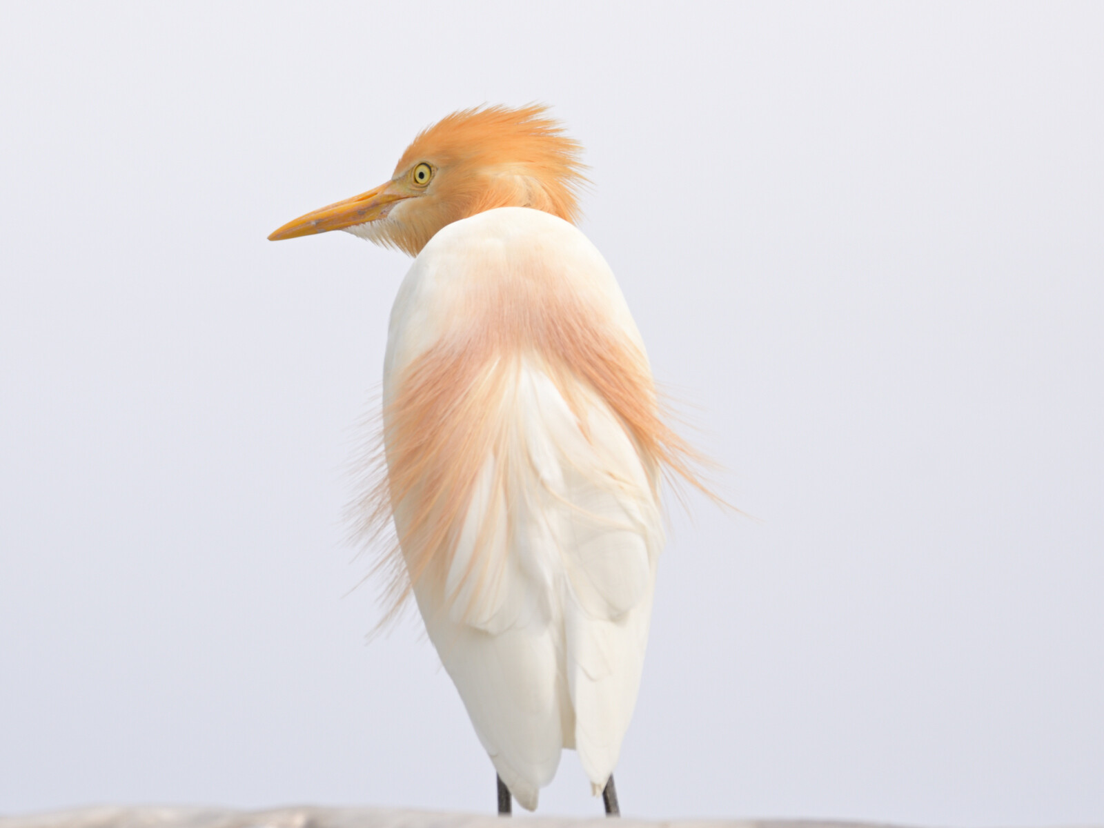 今日は アマサギちゃんの日 長崎の野鳥日記