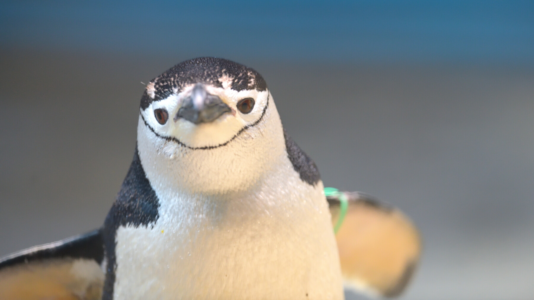めっちゃ可愛いヒゲペンギンちゃん 長崎の野鳥日記