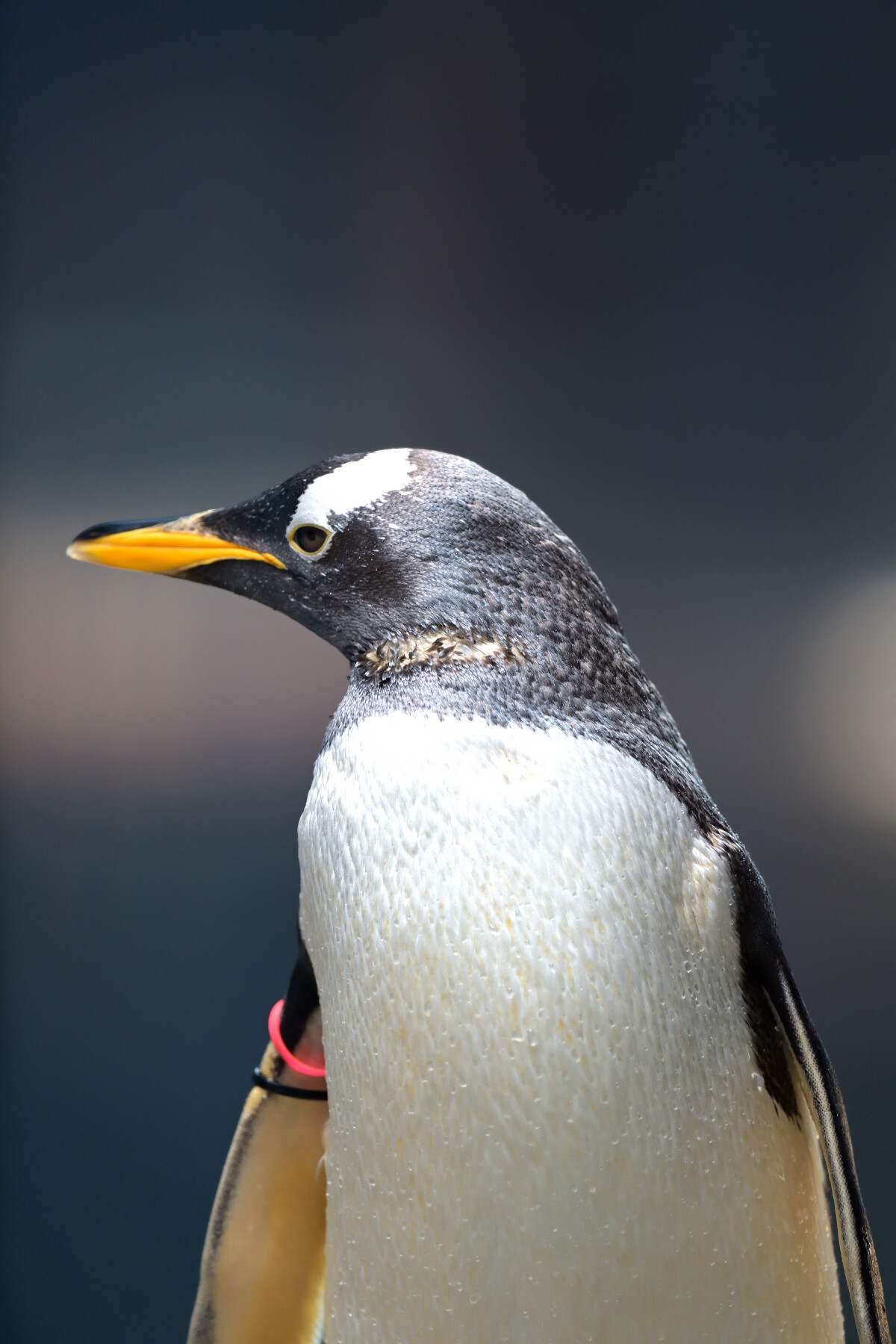 白いハチマキのジェンツーペンギンちゃん 長崎の野鳥日記 白いハチマキのジェンツーペンギンちゃん 長崎の野鳥日記