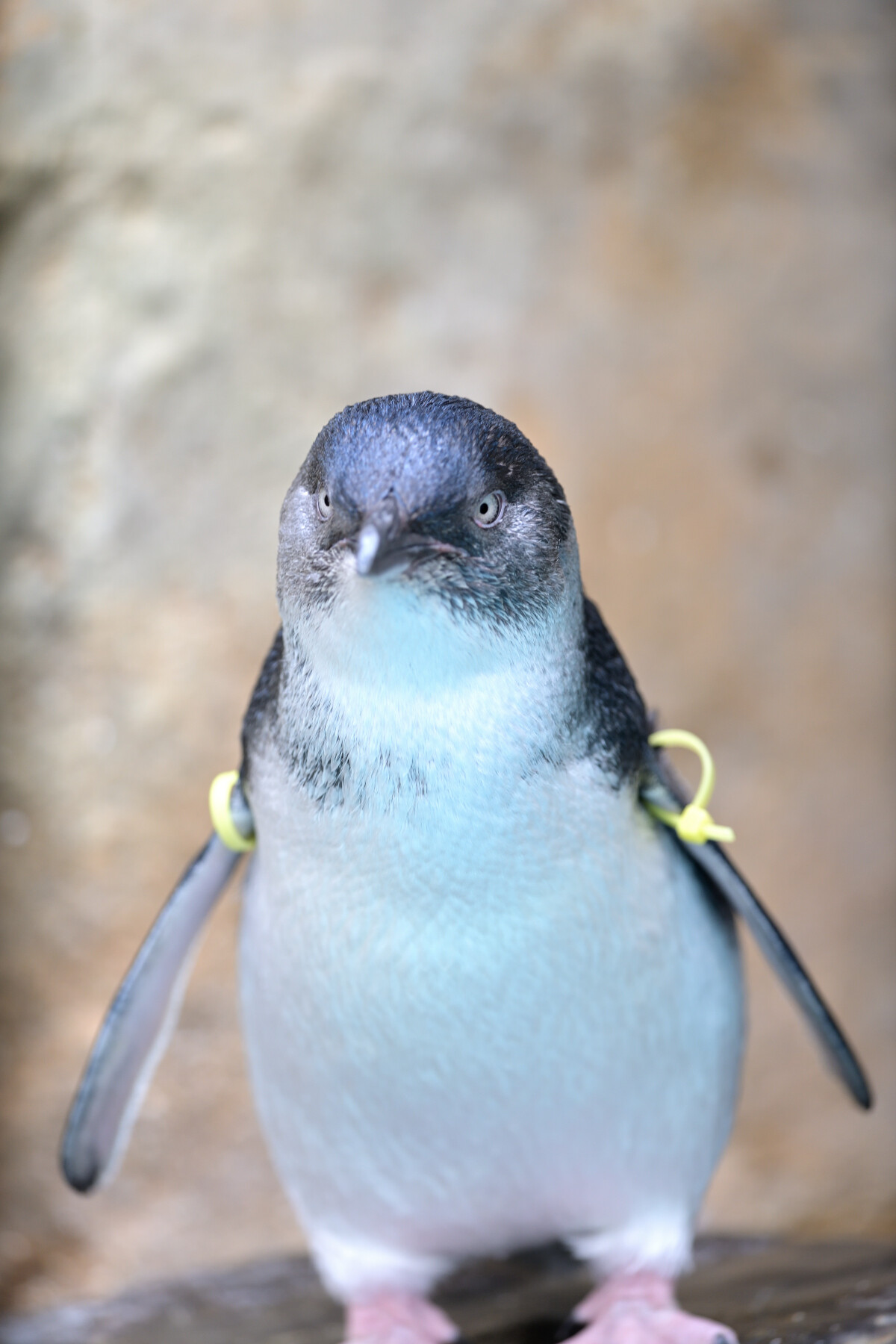 妖精ペンギンのコガタペンギンちゃん 長崎の野鳥日記