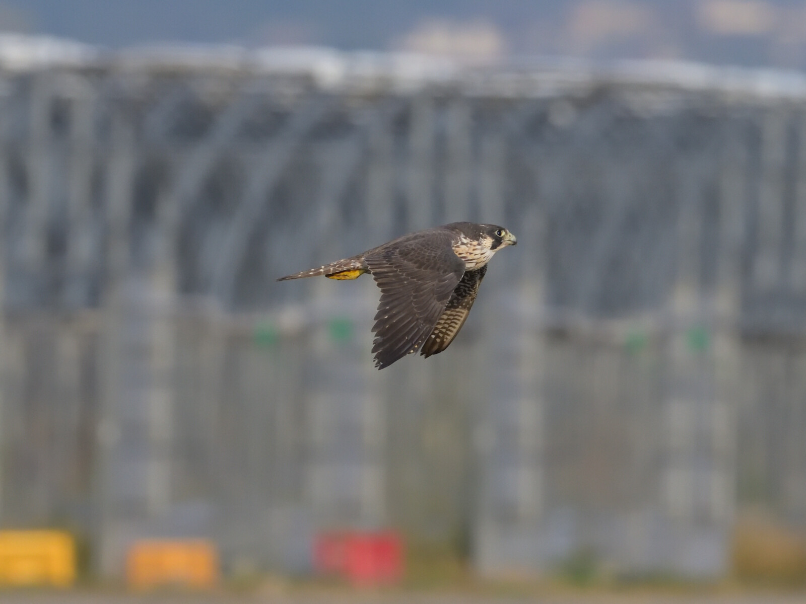 お腹いっぱい ハヤブサちゃん 長崎の野鳥日記