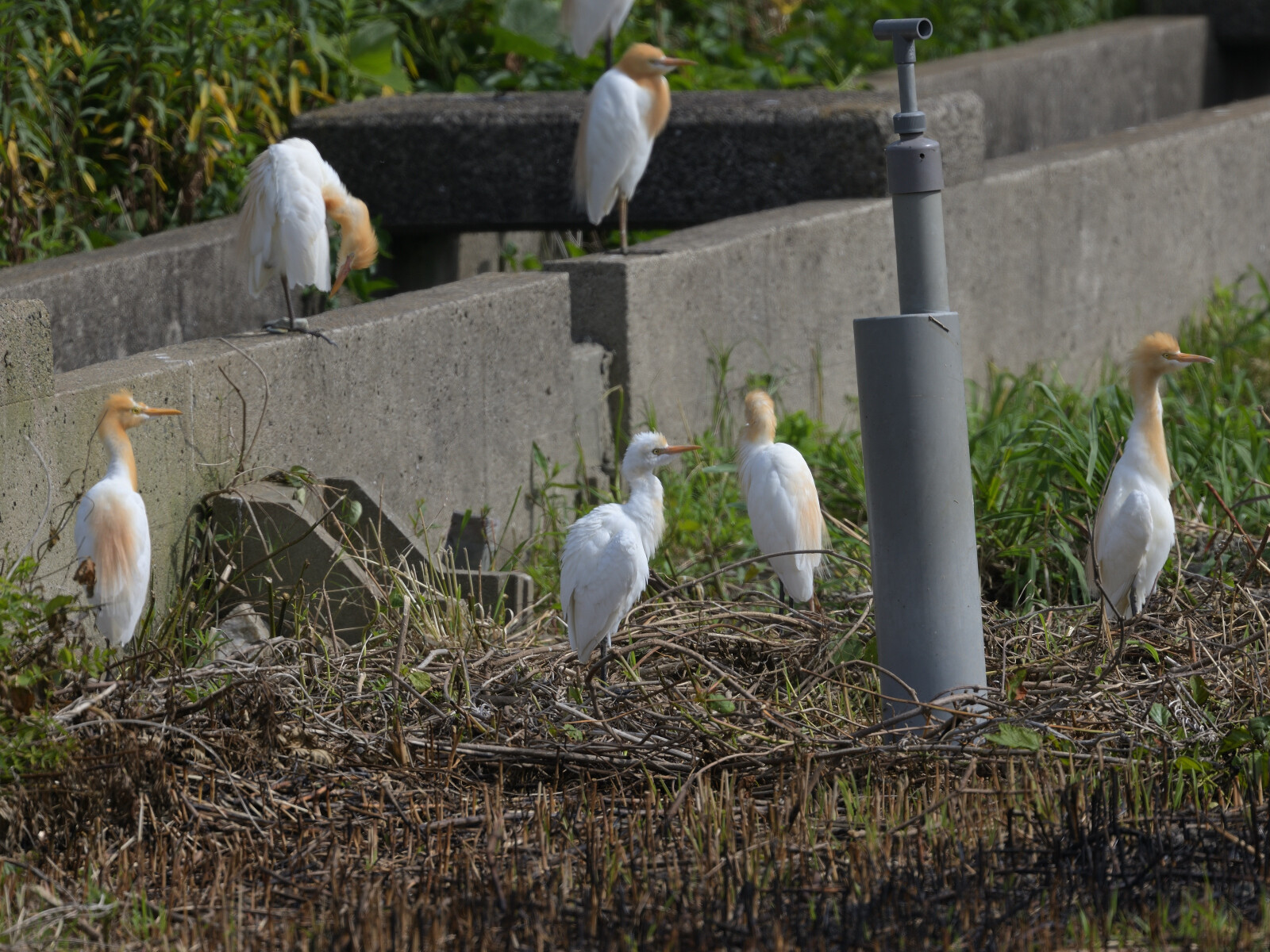 今日は アマサギちゃんの日 長崎の野鳥日記