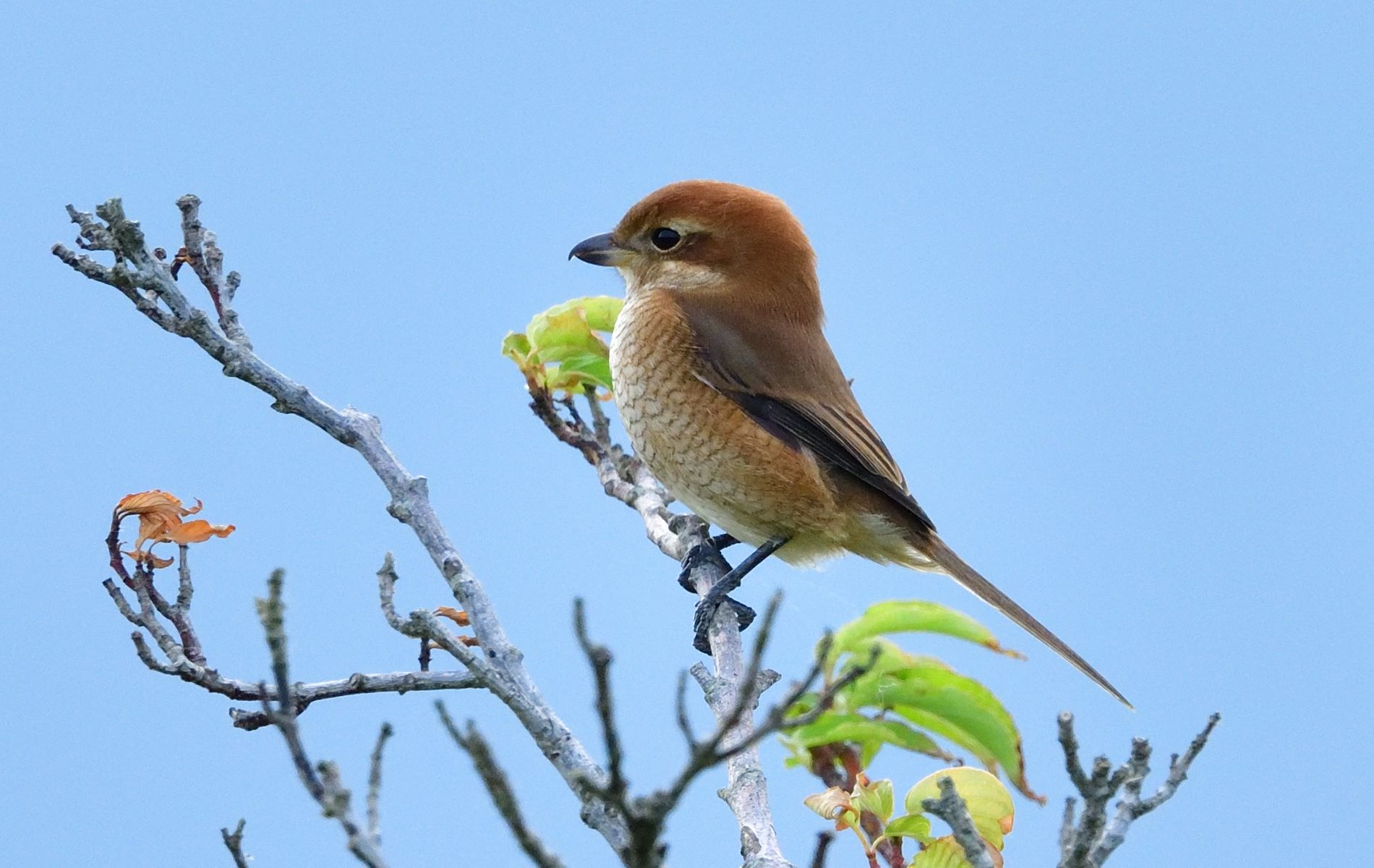 モズは可愛いけど戦闘力高い系 長崎の野鳥日記