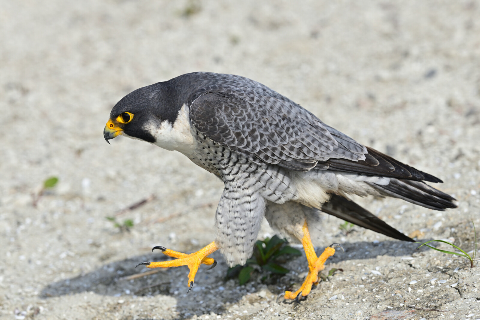 トコトコ歩くよ ハヤブサちゃん 長崎の野鳥日記