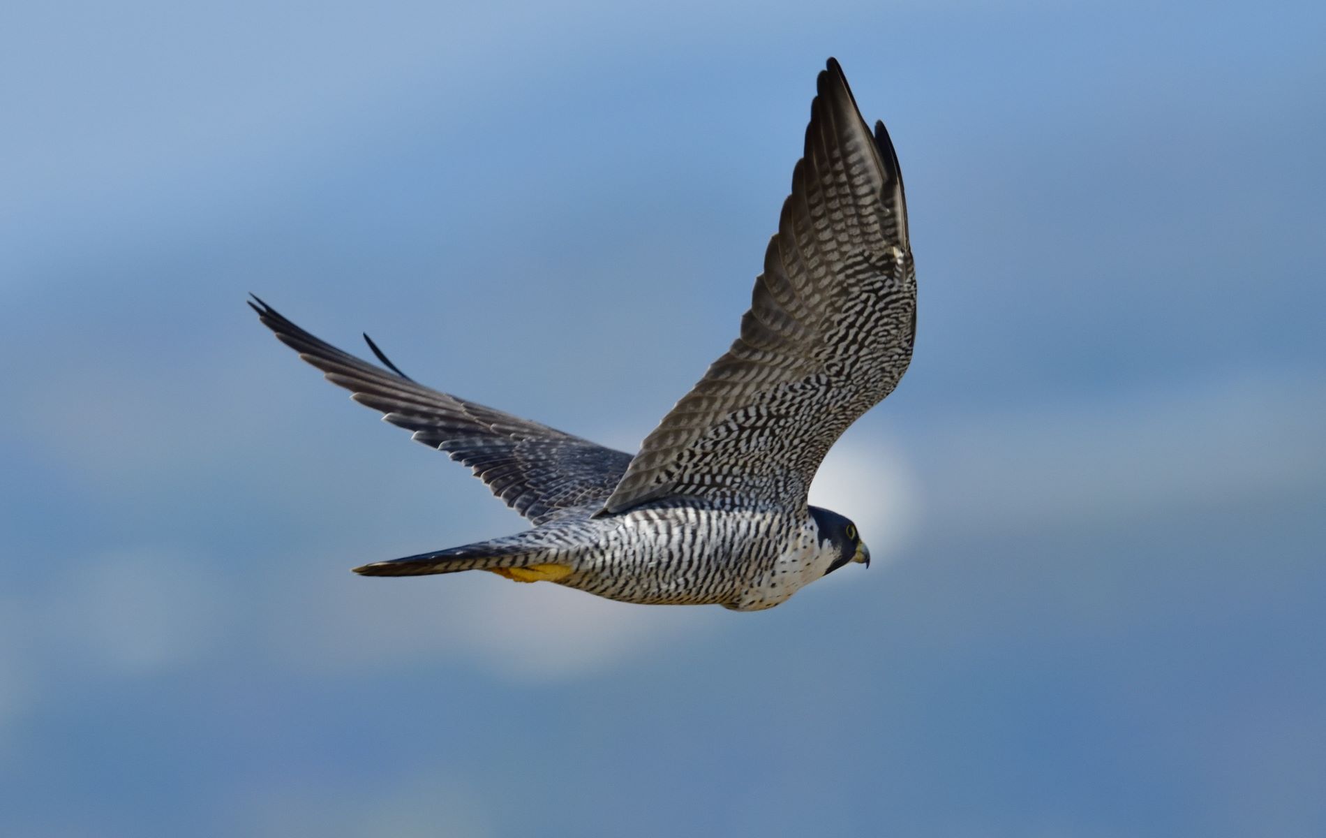見つめてハヤブサちゃん 長崎の野鳥日記