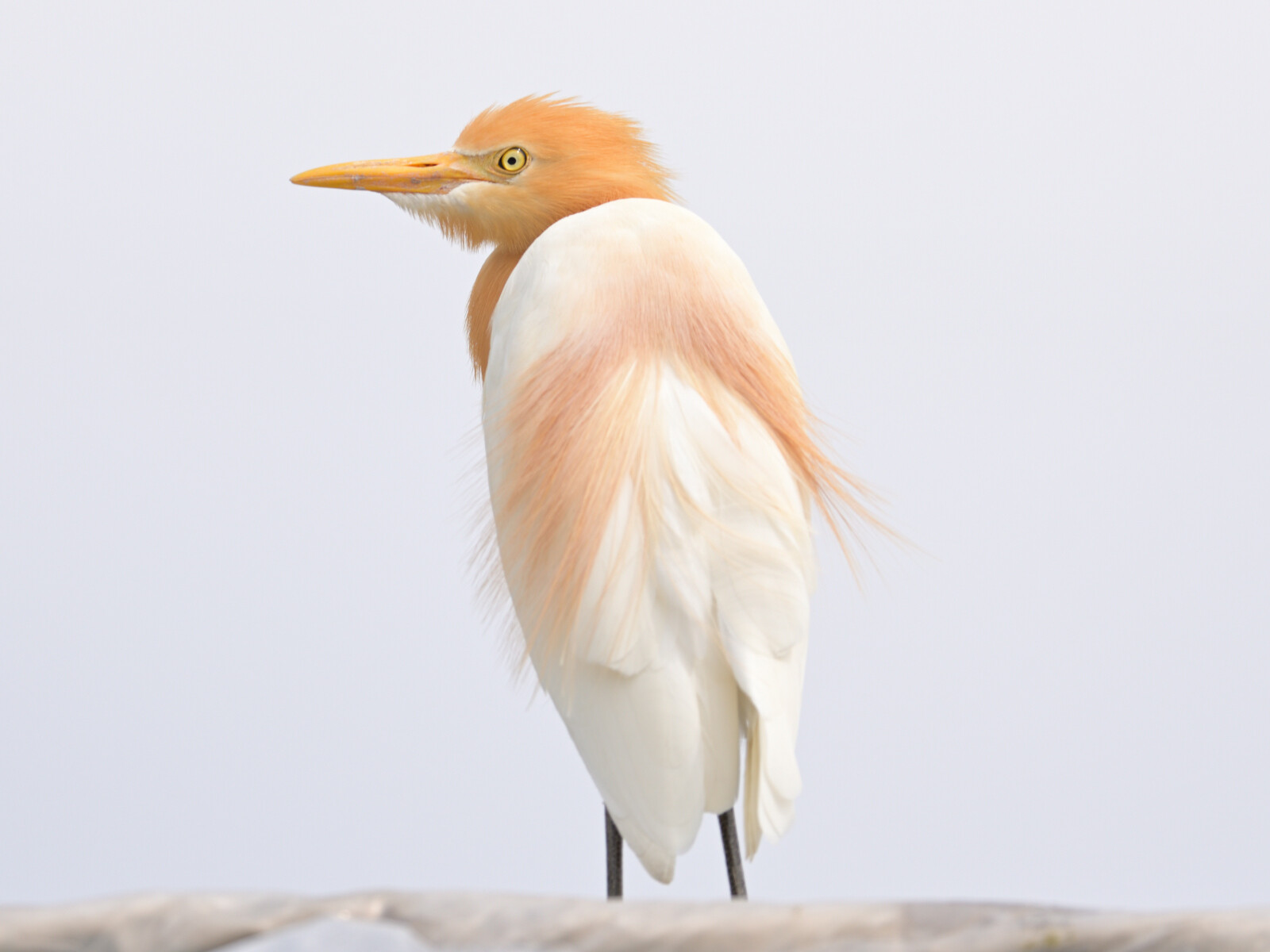 今日は アマサギちゃんの日 長崎の野鳥日記
