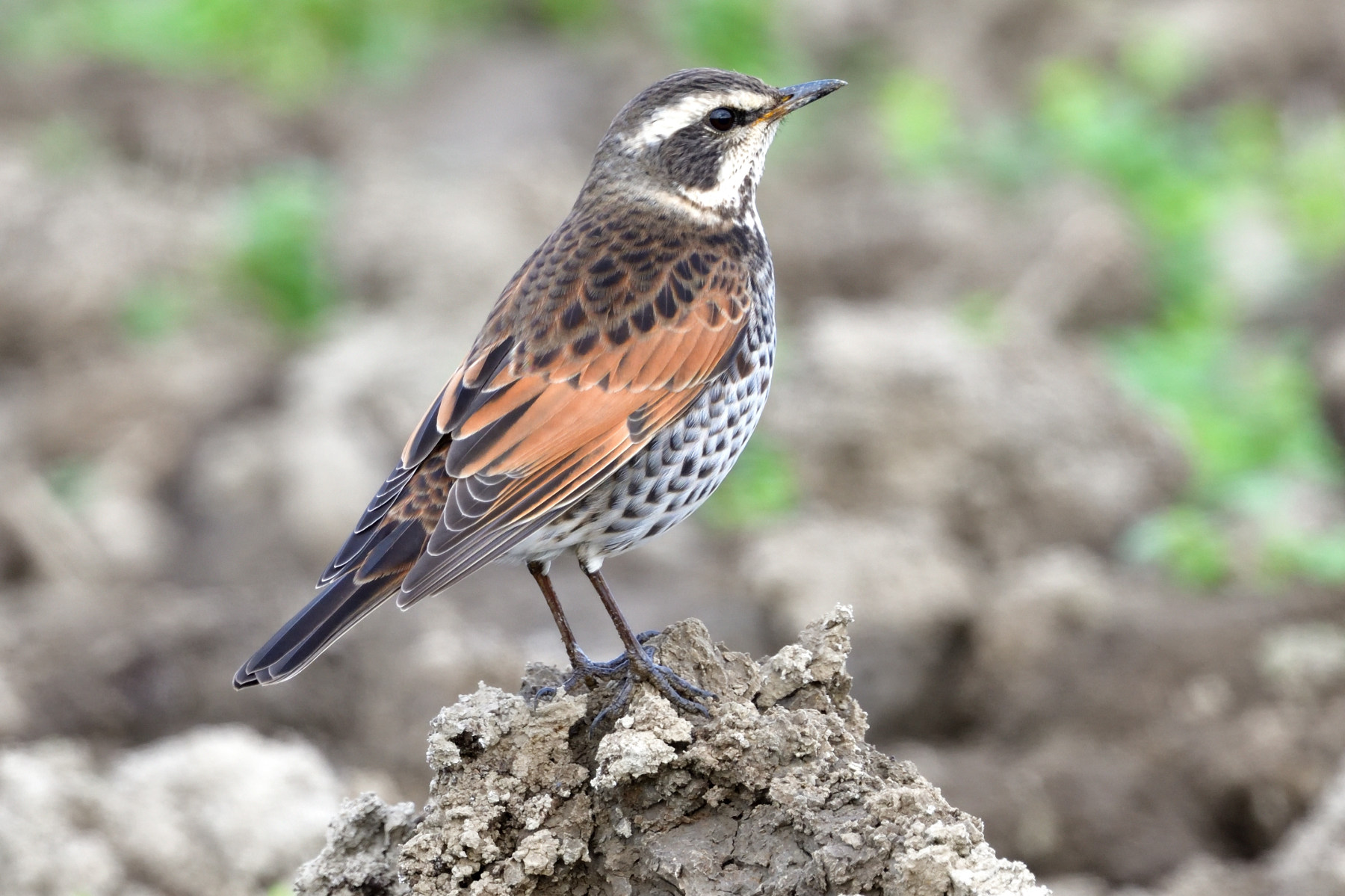 ツグミちゃん 増えて来たよ 長崎の野鳥日記