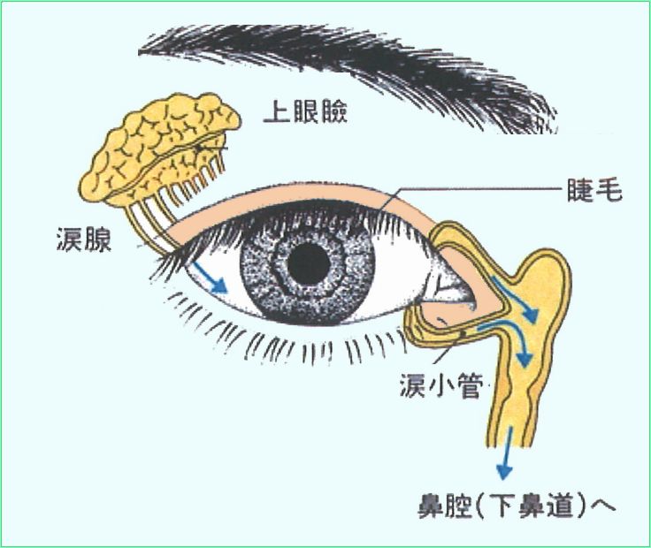 涙腺炎 こどもの病気 おとなの病気 涙腺炎 こどもの病気 おとなの病気