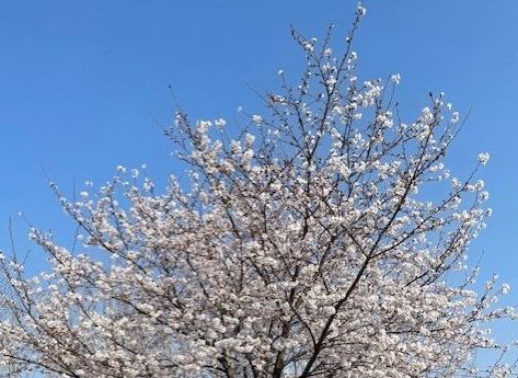 さくら