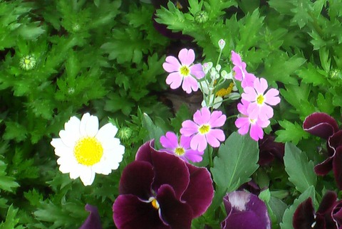 さくら草 (2)