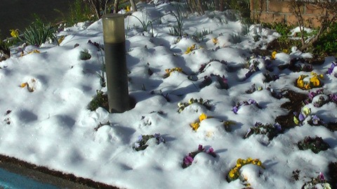 雪花壇 (3)