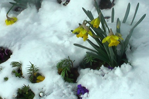 雪花壇 (2)