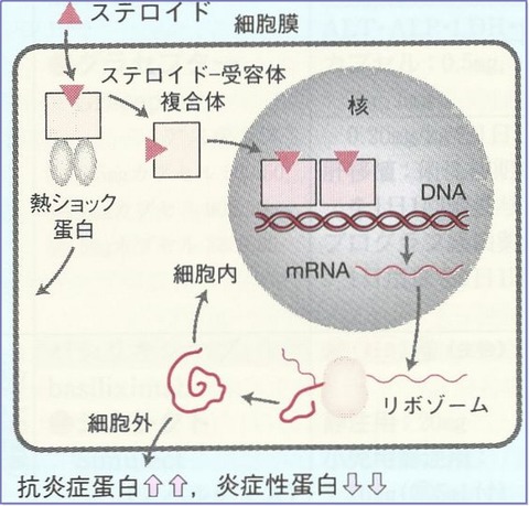 steroid1