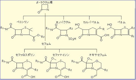 β-lactam[1]