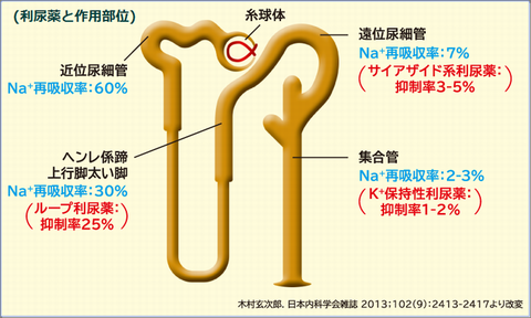 利尿薬作用部位