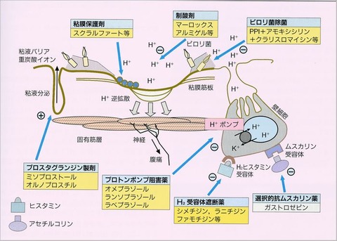 壁細胞と潰瘍薬