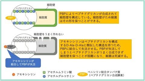 ラクタム環