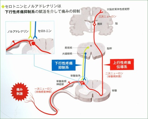 疼痛経路