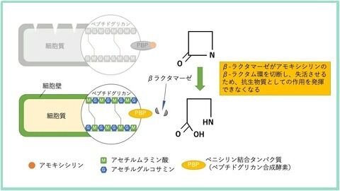 ベ-タ