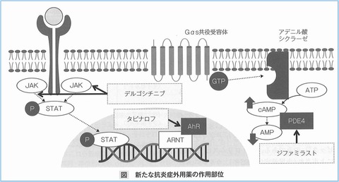 作用機序