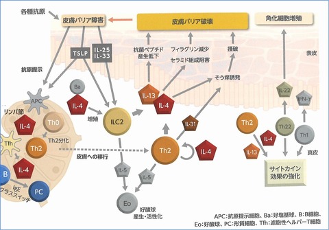ADデュ (2)