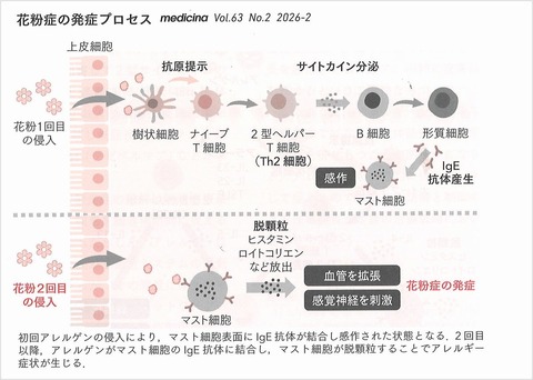 花粉症免疫