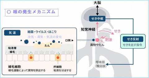 咳機序