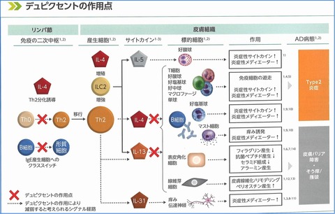 ADデュ (1)