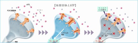 咳受容体