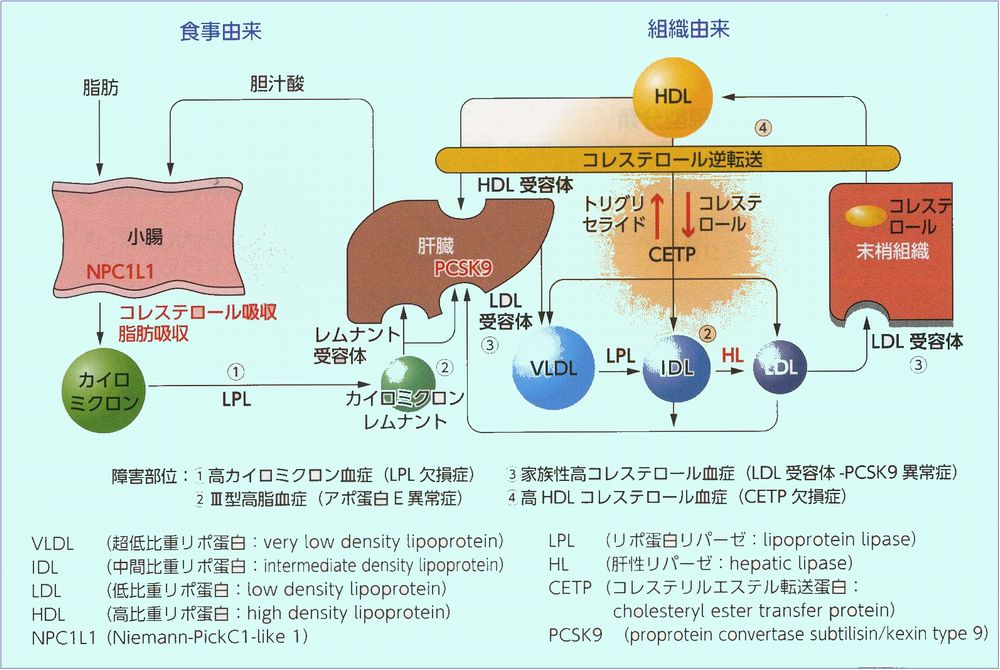 診療所の検査 診療所の検査