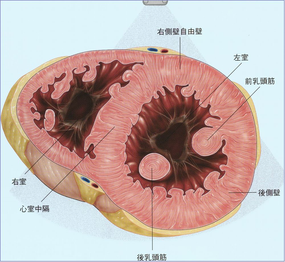 心臓形態 疾患図譜 心臓形態 疾患図譜