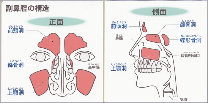 副鼻腔 疾患図譜