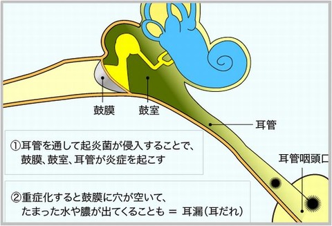 耳解剖