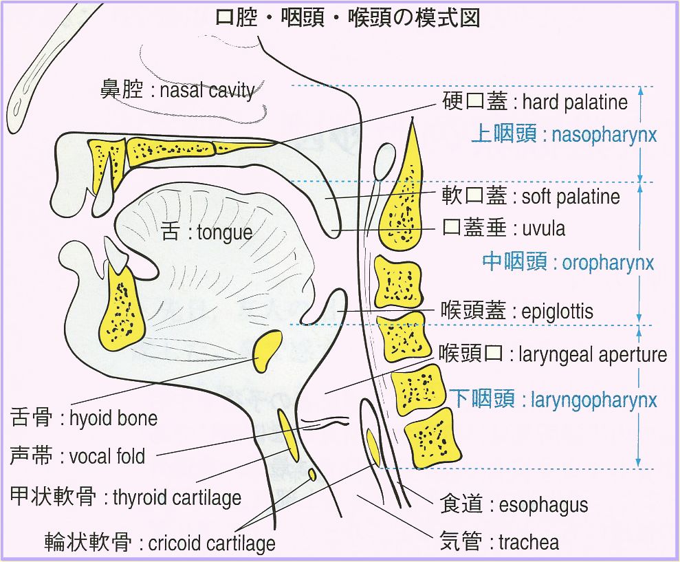 咽頭喉頭 疾患図譜
