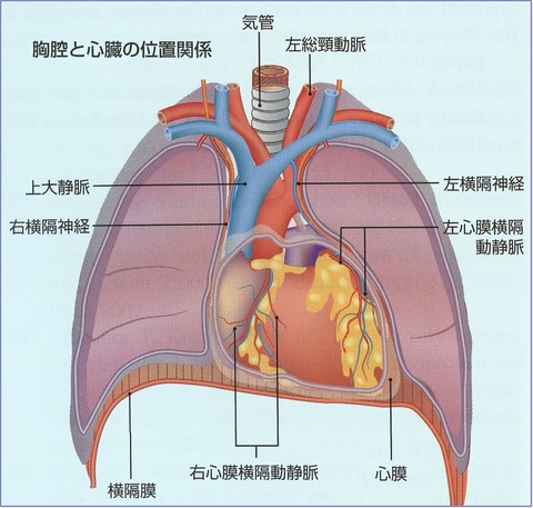 心臓解剖 : 疾患図譜