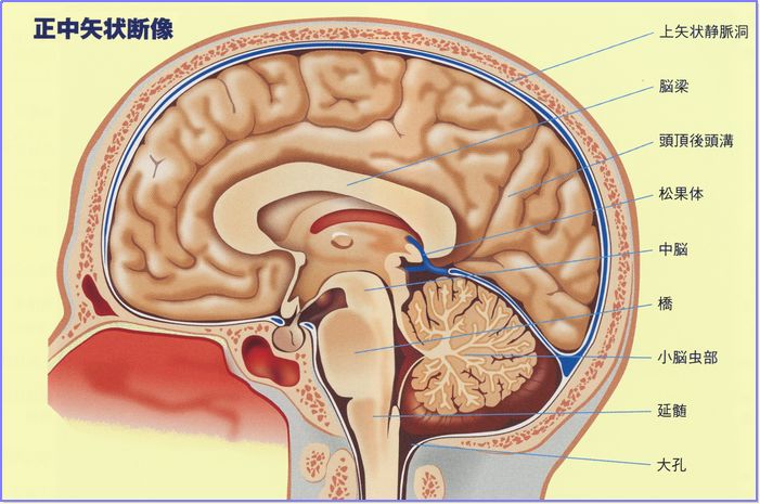 頭部 脳 疾患図譜