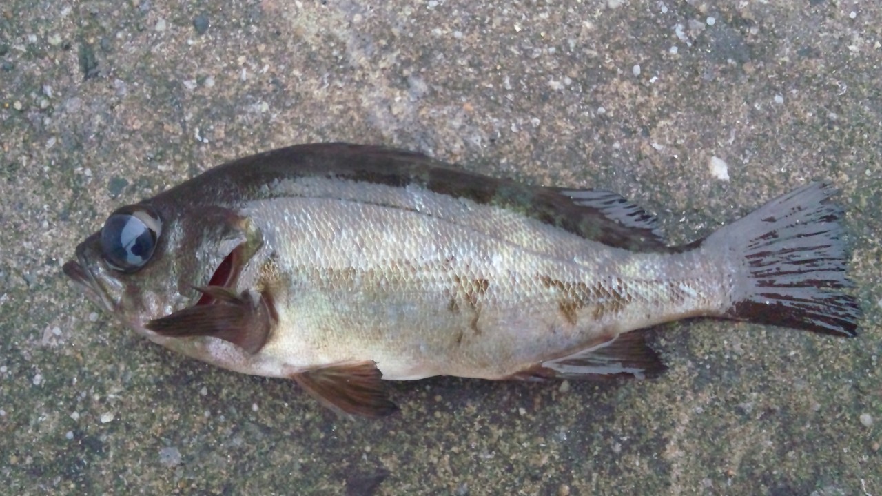 いろいろ釣れました が Nagata Note